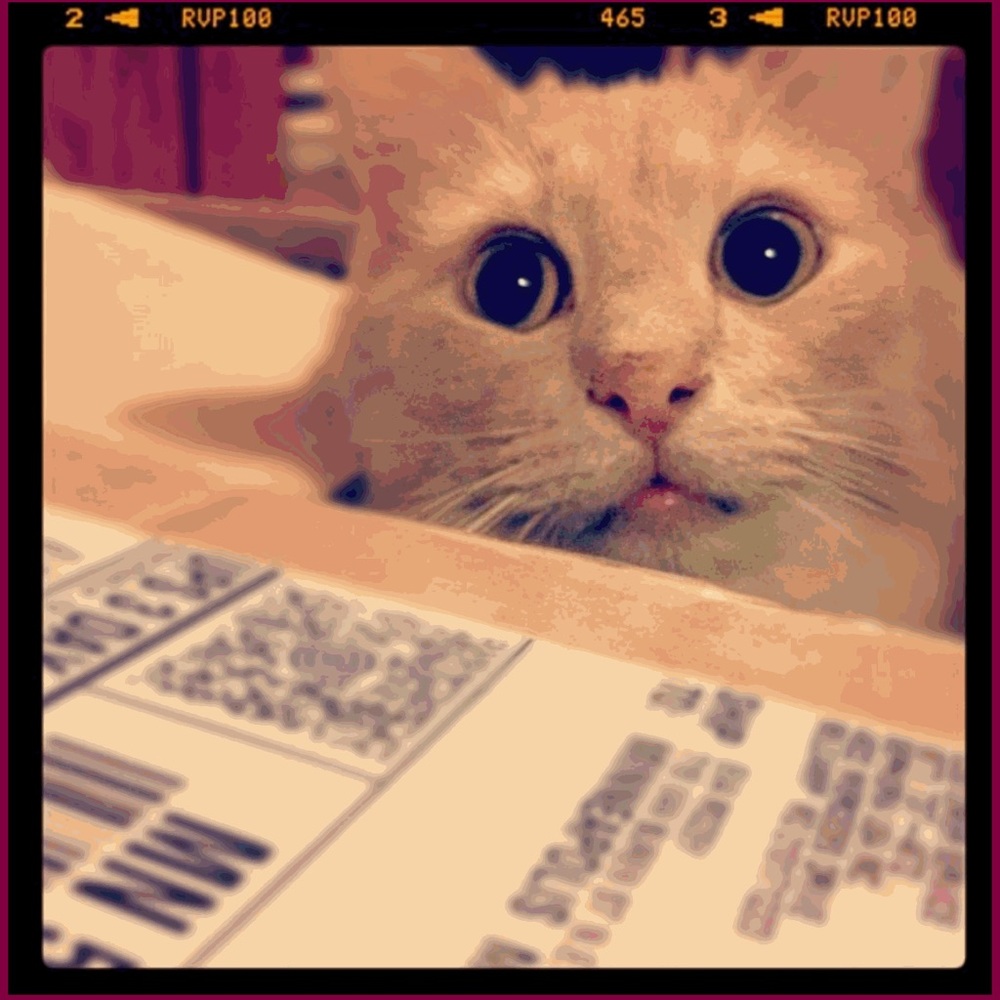 Meet your Posher, Eva